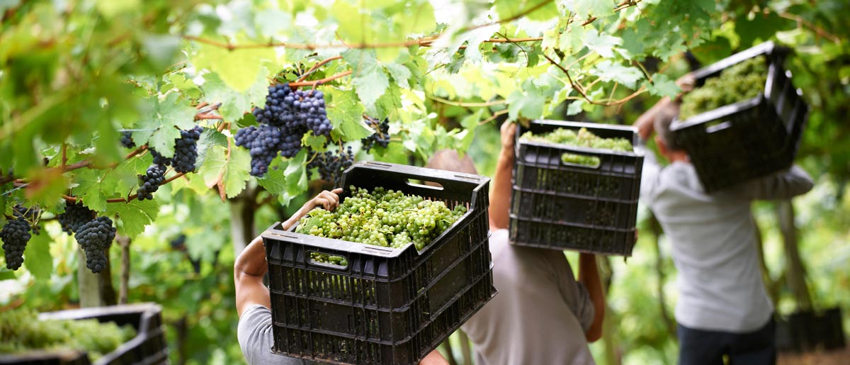 factorgrande-REZABAL